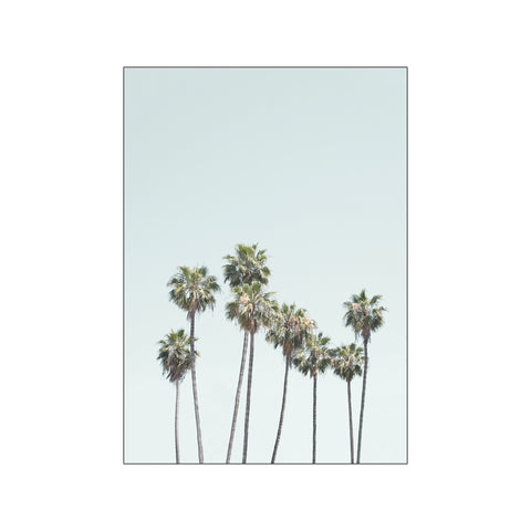 Blue Palm Trees