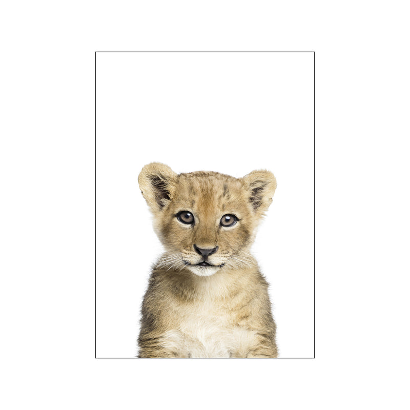 Baby Lion — Art print by Kathrin Pienaar from Poster & Frame