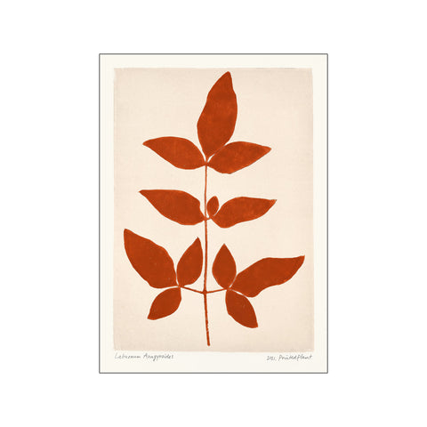 Printed Plant - Laburnum Anagyroides II — Art print by PSTR Studio from Poster & Frame