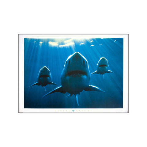 Shark squadron — Art print by Living Nature from Poster & Frame