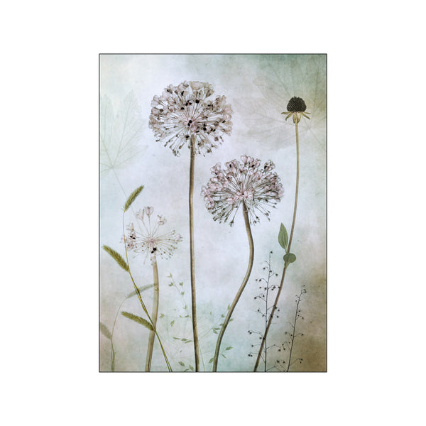 Allium — Art print by Mandy Disher from Poster & Frame