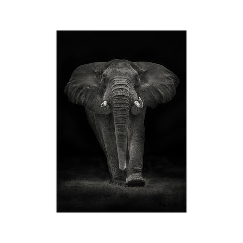 Ngorongoro Bull — Art print by Mario Moreno from Poster & Frame