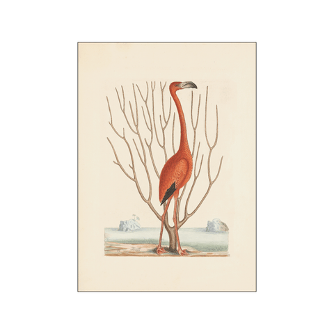 Flamingo — Art print by Mark Catesby from Poster & Frame