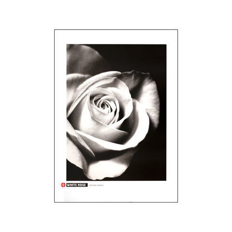 White Rose — Art print by Michael Banks from Poster & Frame