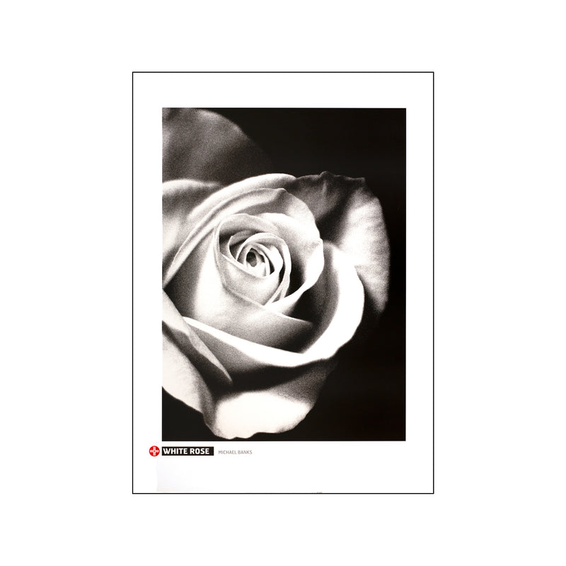 White Rose — Art print by Michael Banks from Poster & Frame