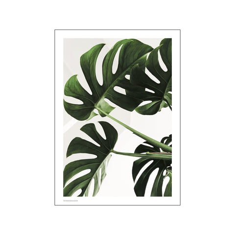 Monstera — Art print by Wonderhagen from Poster & Frame