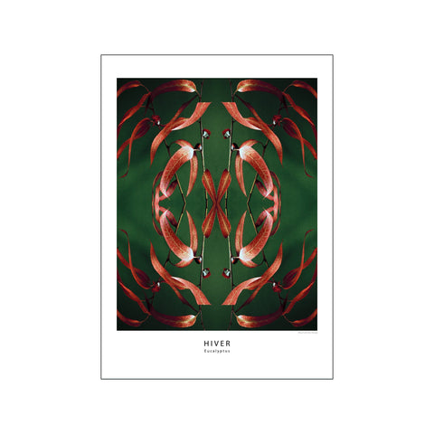 Eucalyptus — Art print by Muriel de Seze from Poster & Frame