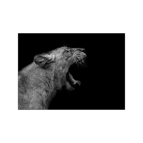 Lioness in low key — Art print by Nauzet Baez Photography from Poster & Frame