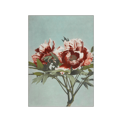 Tree Pæony — Art print by Ogawa Kazumasa from Poster & Frame
