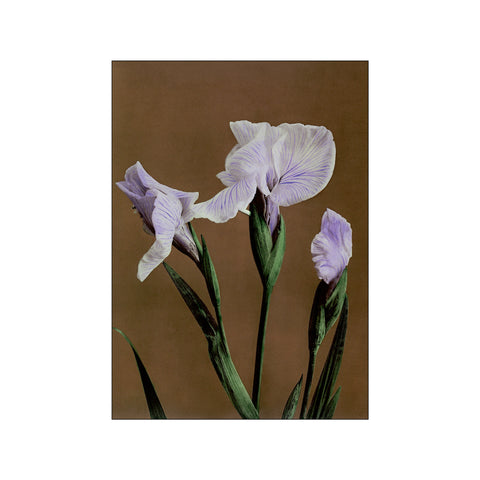 Iris Kæmpferi — Art print by Ogawa Kazumasa from Poster & Frame