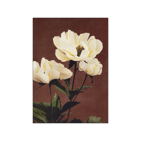 Haerdaceous Paeony — Art print by Ogawa Kazumasa from Poster & Frame