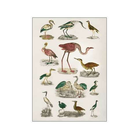 Flightless Birds — Art print by Oliver Goldsmoth from Poster & Frame