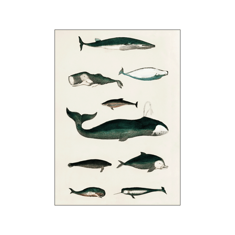 Various Whales