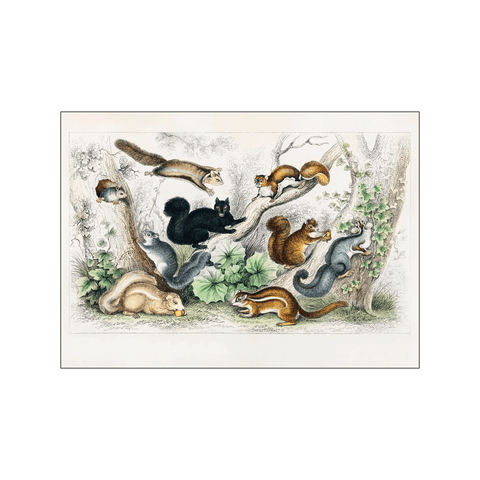 Wild Squirrels — Art print by Oliver Goldsmoth from Poster & Frame