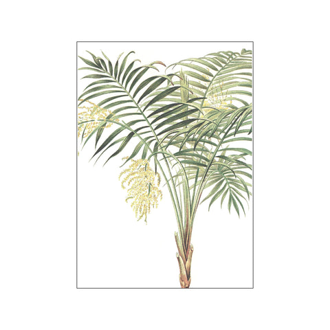 Palms Chamaedorea Lunata — Art print by Hönshuset from Poster & Frame