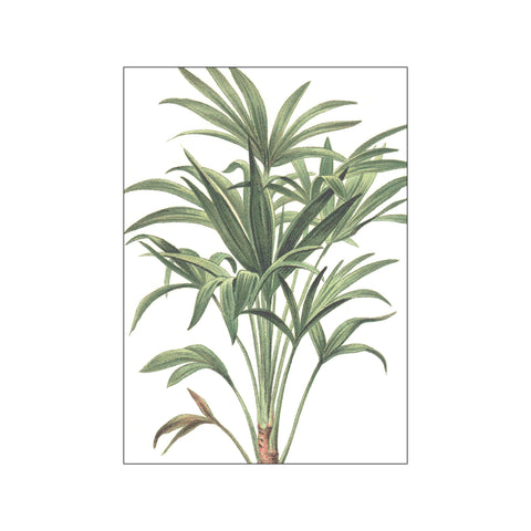 Palms Chamaerops Excelsa — Art print by Hönshuset from Poster & Frame
