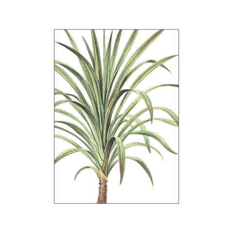 Palms Dracaena Nutans — Art print by Hönshuset from Poster & Frame
