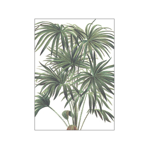Palms Livistona Australis — Art print by Hönshuset from Poster & Frame