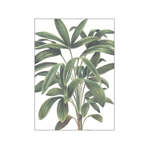 Palms Rhapis Flabelliformis — Art print by Hönshuset from Poster & Frame