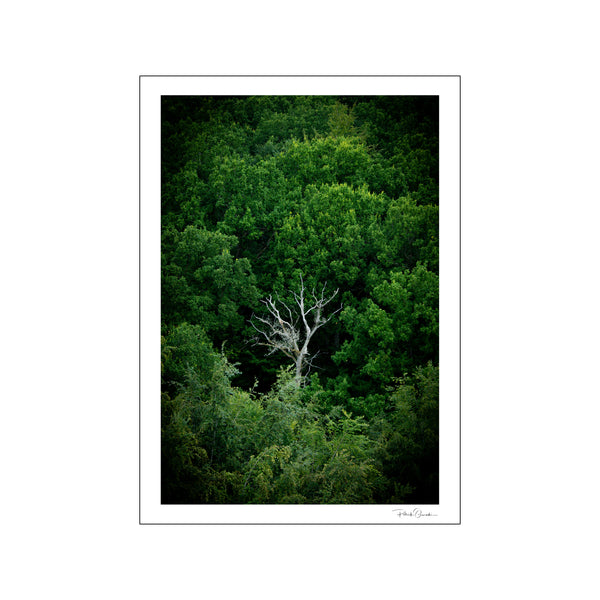 Forest — Art print by Patrick Qureshi from Poster & Frame