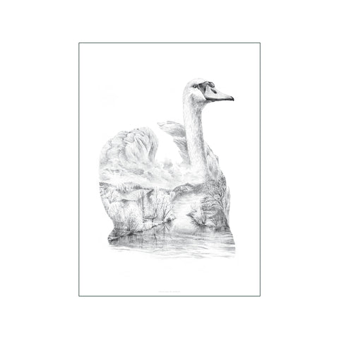 Pencil Swan