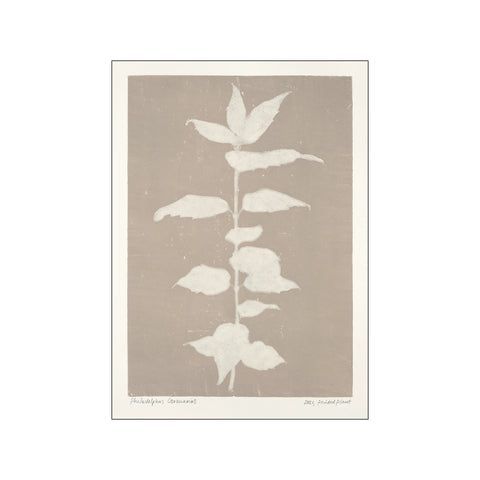 Printed Plant - Philadelphus Coronarius