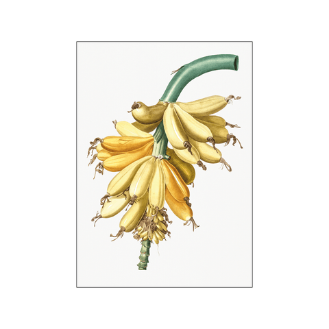 Banana — Art print by Pierre-Joseph Redoute de Kerchove de Denterghem from Poster & Frame