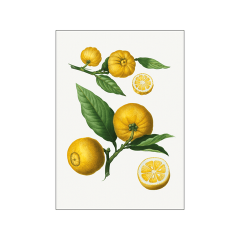 Cluster of citrus — Art print by Pierre-Joseph Redoute de Kerchove de Denterghem from Poster & Frame