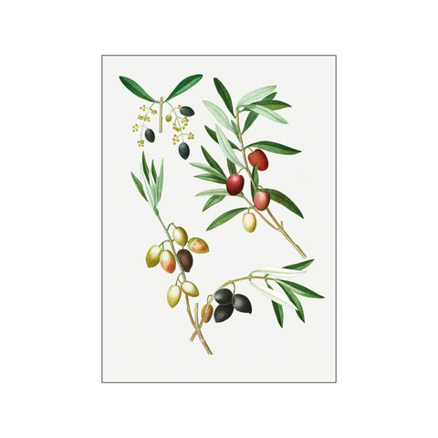 Olive Olea Euro pæa 02 — Art print by Pierre-Joseph Redoute de Kerchove de Denterghem from Poster & Frame