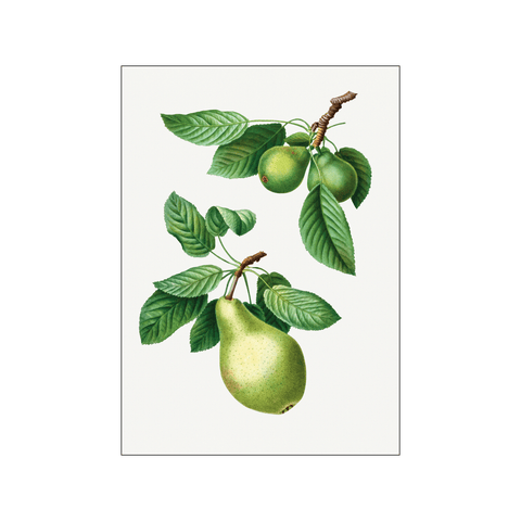 Pear Pyrus — Art print by Pierre-Joseph Redoute de Kerchove de Denterghem from Poster & Frame