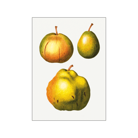 Pear Pyrus Communis 04