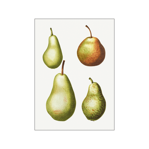 Pear Pyrus Pear Pyrus Communis 08 — Art print by Pierre-Joseph Redoute de Kerchove de Denterghem from Poster & Frame