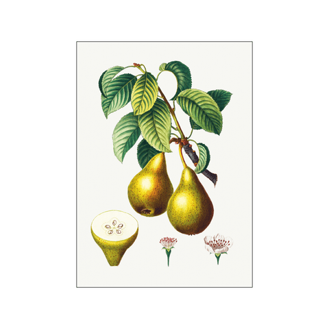 Pears with leaves