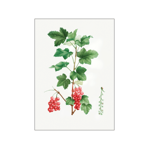 Redcurrant — Art print by Pierre-Joseph Redoute de Kerchove de Denterghem from Poster & Frame