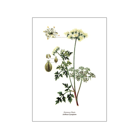 Poisonous Plants Aethusa Cynapium — Art print by Hönshuset from Poster & Frame