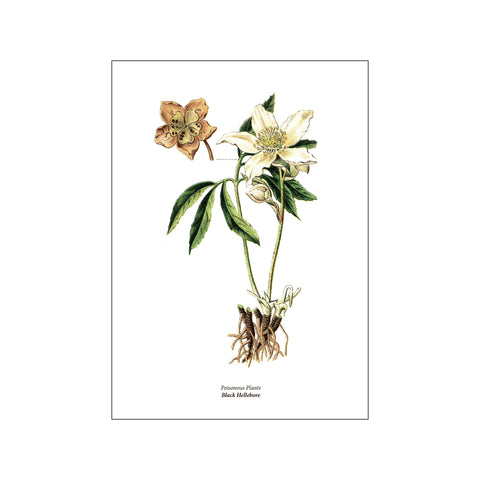 Poisonous Plants Black Hellebore — Art print by Hönshuset from Poster & Frame