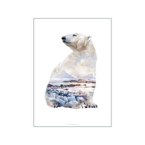 Polar Bear — Art print by Faunascapes from Poster & Frame