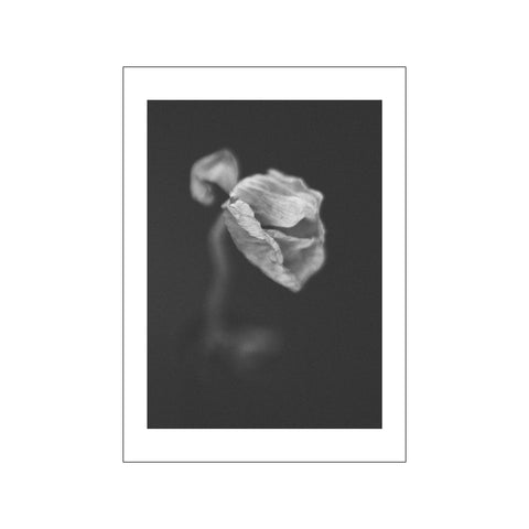 Poppies 5 s/h — Art print by Norph from Poster & Frame