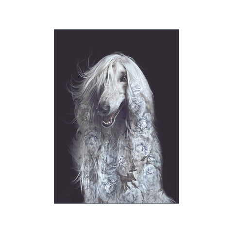 Portraits Afghan Dog