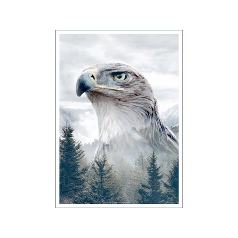 Portraits Caucasian Eagle