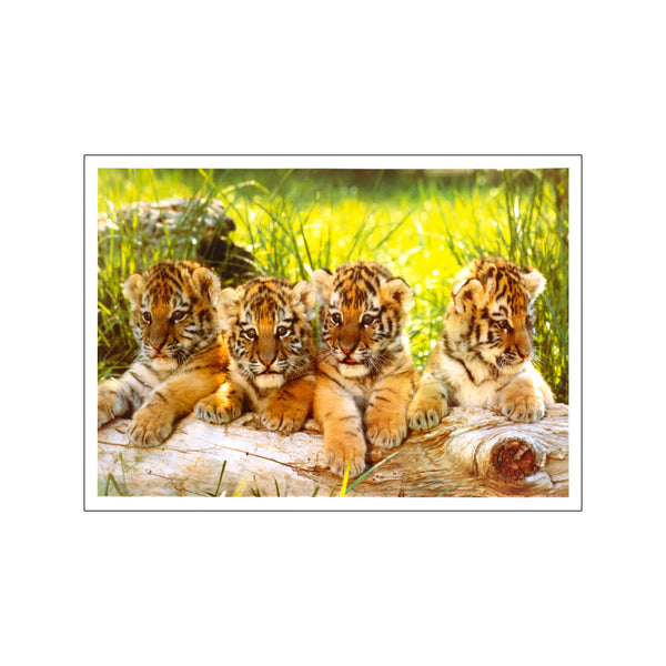 Four Tiger Cubs — Art print by Posterland from Poster & Frame