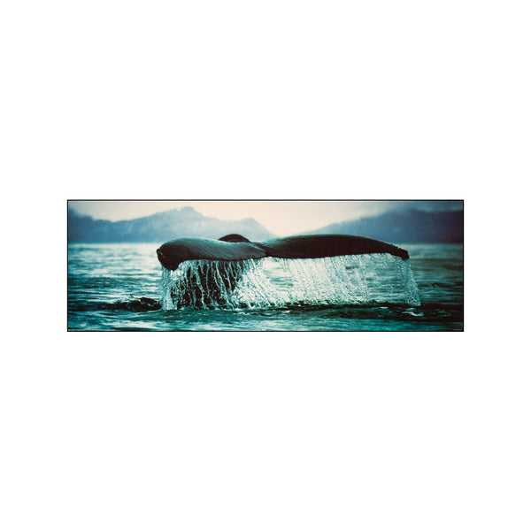 Whale — Art print by Posterland from Poster & Frame