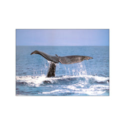 Whale's Tail — Art print by Posterland from Poster & Frame