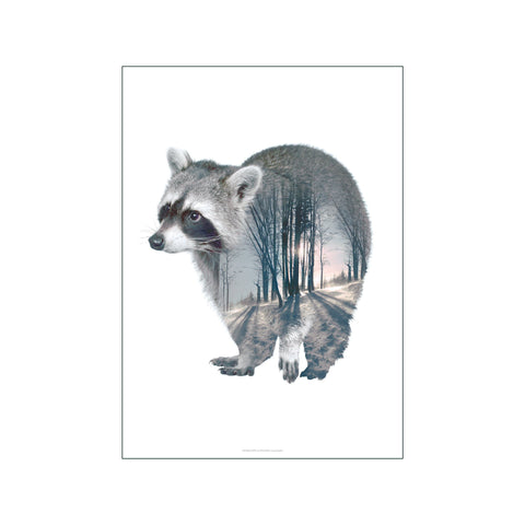 Raccoon