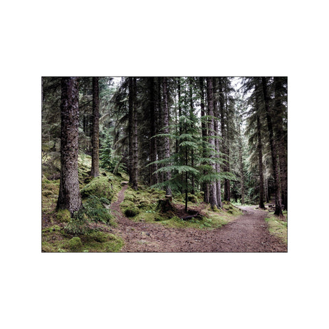 Skov — Art print by Foto Factory from Poster & Frame