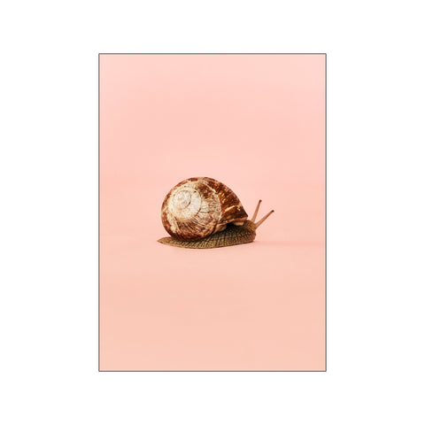 Snail 1