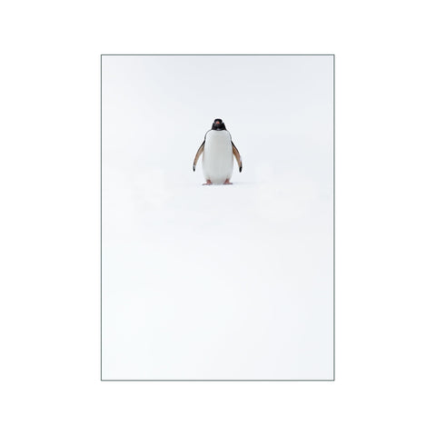 Solitary Penguin — Art print by Ben Jackson from Poster & Frame