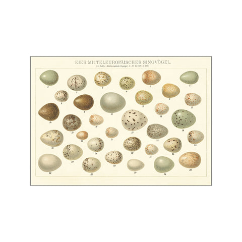 Song Bird Egg Chart v2 — Art print by Wild Apple from Poster & Frame