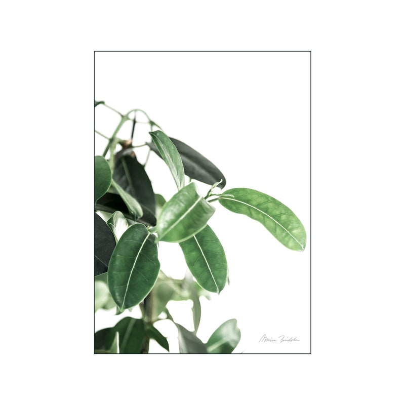 Stephanotis — Art print by Monica Bindslev from Poster & Frame