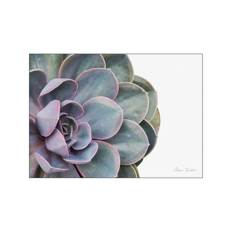 Succulent pearl of Nurnberg — Art print by Monica Bindslev from Poster & Frame